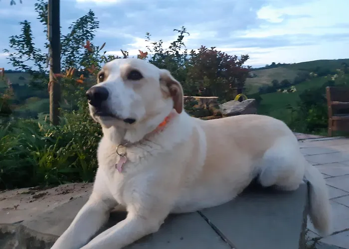 Leonda Daire San Donato (Rimini)