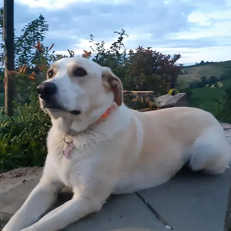 Leonda Apartament San Donato (Rimini)